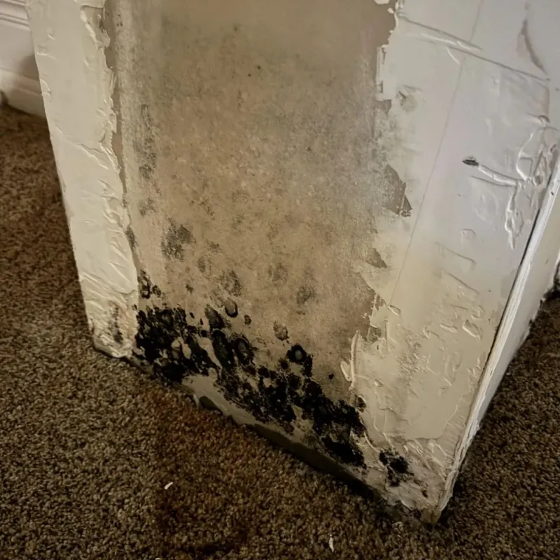 Professional Mold Removal in LaMoure County, ND
